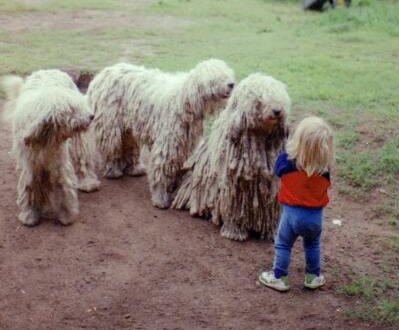 Pikku M�r�k�lli pit�� luentoa kavereille